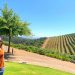 Girl standing in vineyard at Tokara in Stellenbosch, South Africa